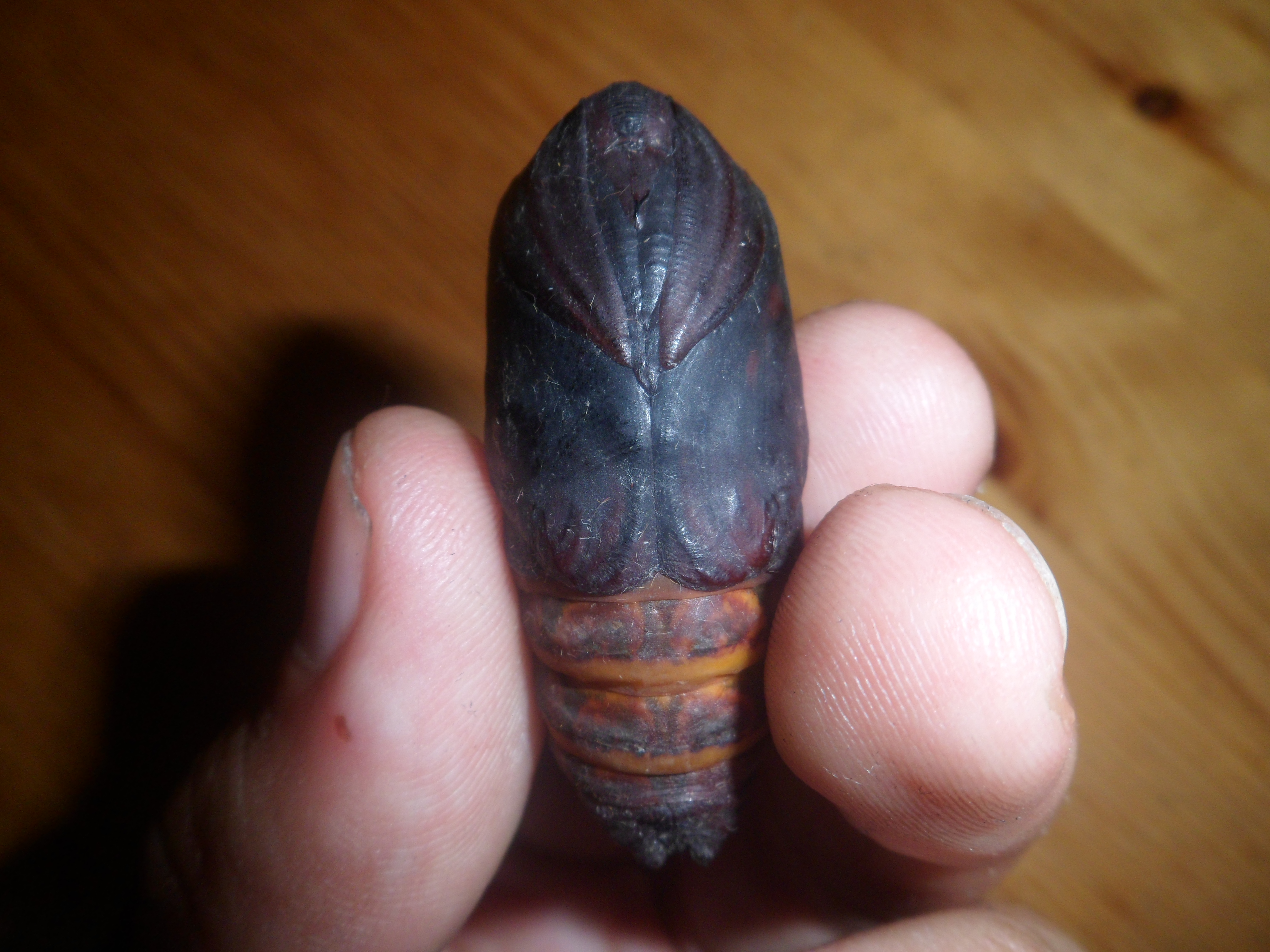 attacus pupa