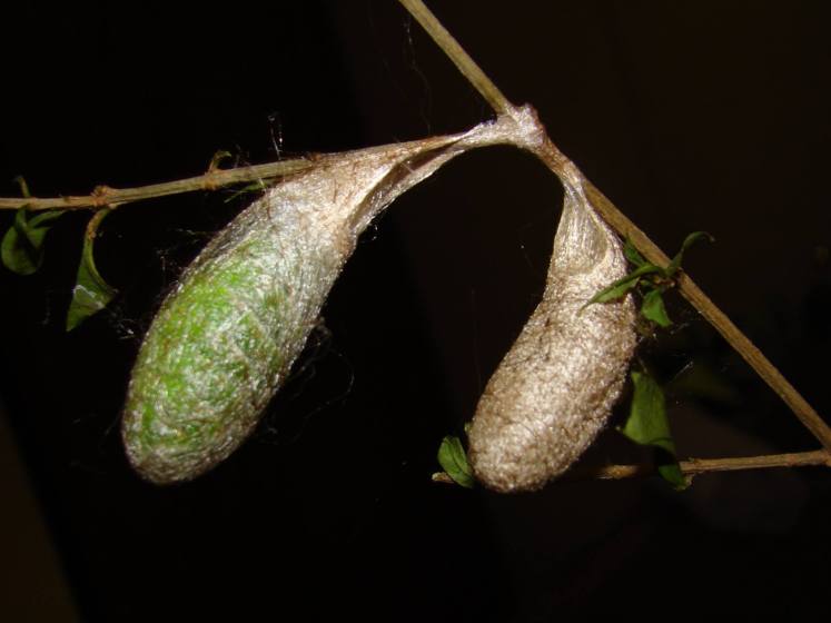 11224390_895430977231819_562191510648861312_o