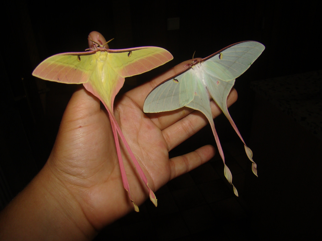 Actias dubernardi — “Chinese moon moth” | Welcome, visitor!