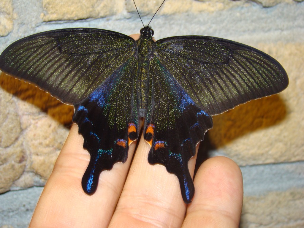 Papilio dehaani — “Chinese peacock swallowtail” | Welcome, visitor!