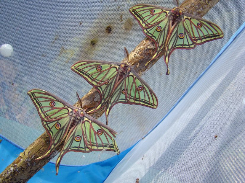 graellsia isabellae bart