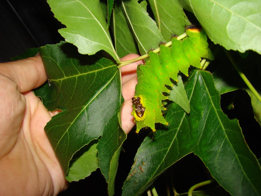 28208256964_5797a0c810_o