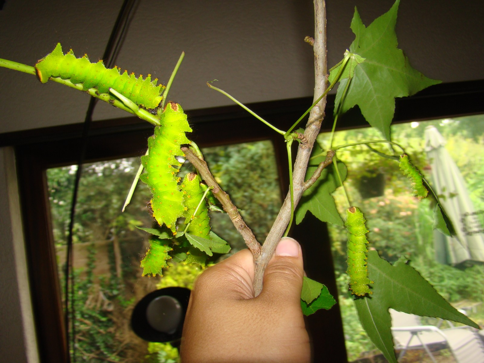 28208329994_5801cbd0f7_o