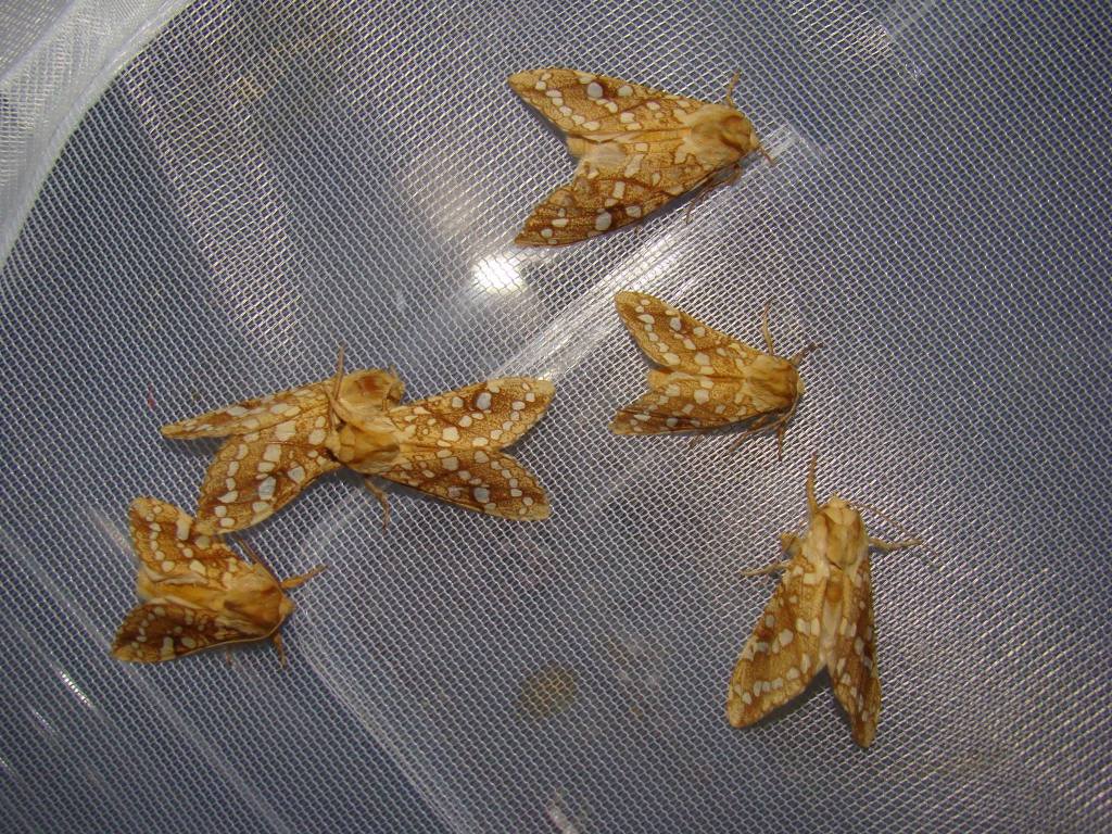 13559158_1032926653482250_7631137032809570093_o