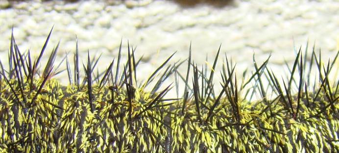 15272241_1180313625410218_9014732802917503556_o