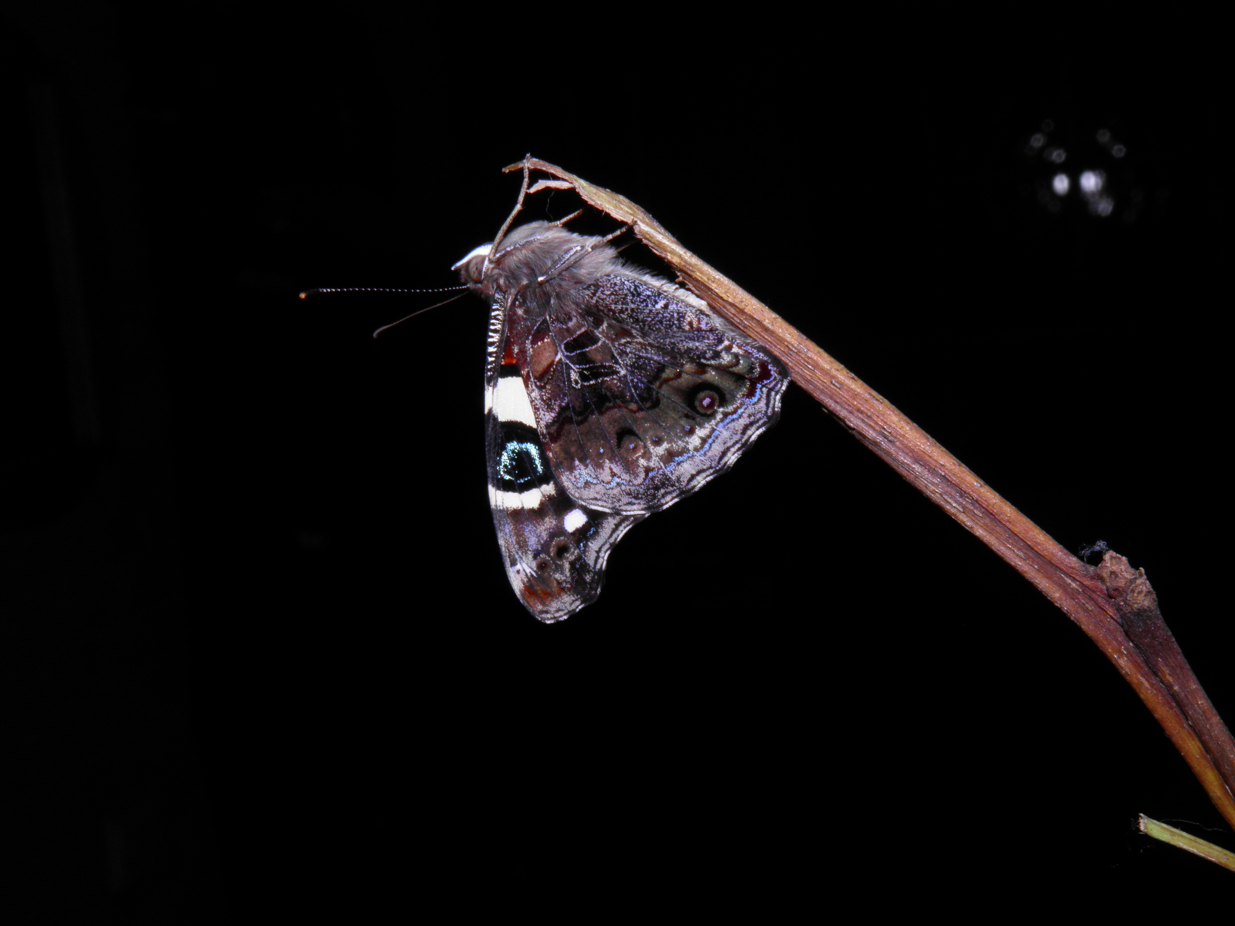 Vanessa itea — “Yellow admiral” | Welcome, visitor!