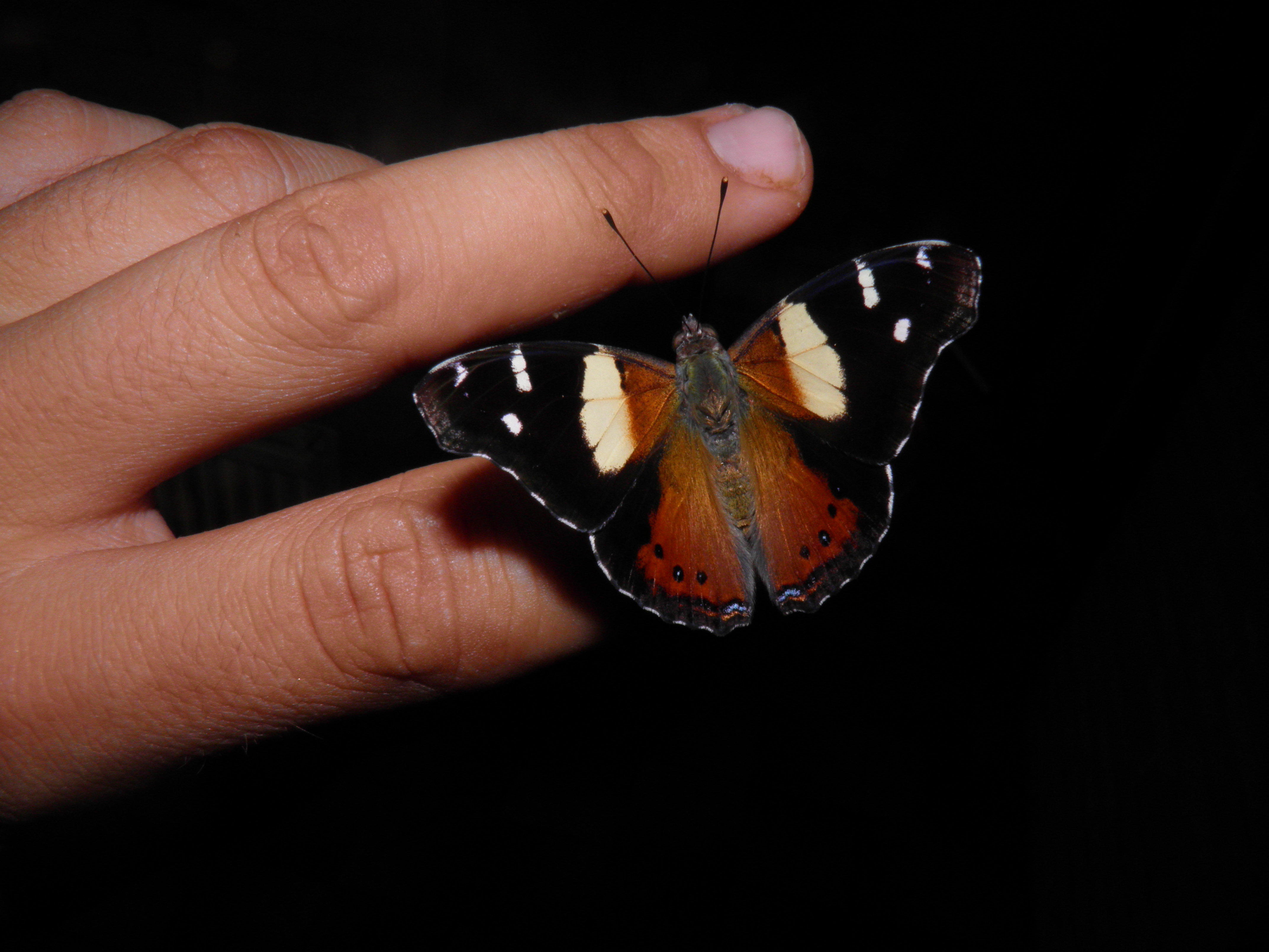 Vanessa itea — “Yellow admiral” | Welcome, visitor!