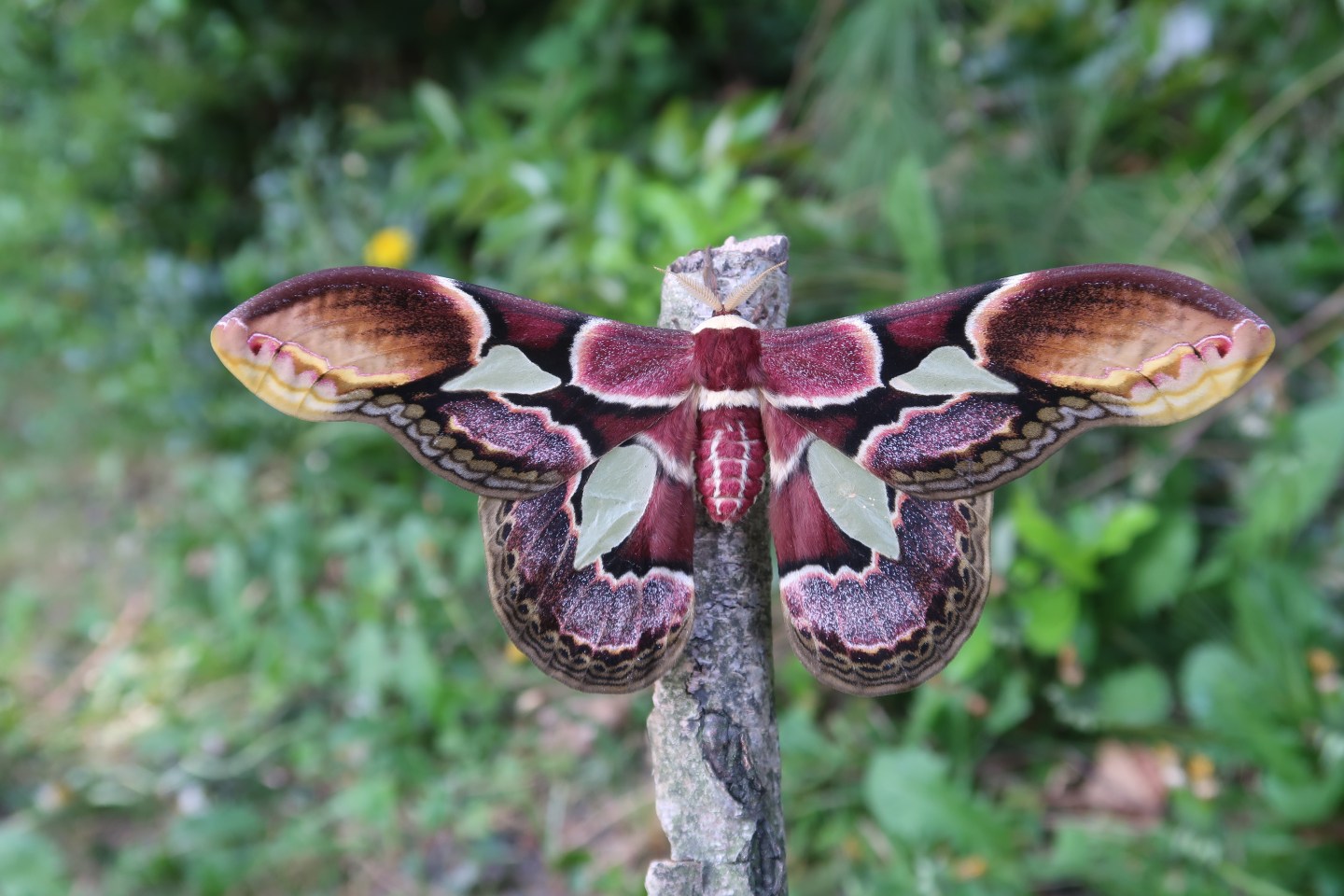 Predatory Moth Welcome, visitor! | The aim of this website is to provide information ...