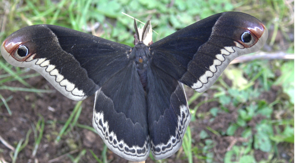 CALLOSAMIA PROMETHEA — “CHERRY SILKMOTH” | Welcome, visitor!