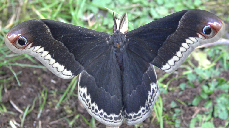 CALLOSAMIA PROMETHEA — “CHERRY SILKMOTH” | Welcome, visitor!