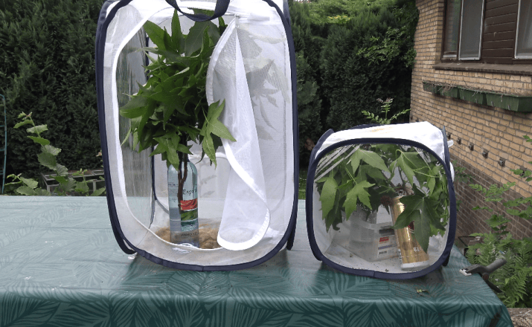 Moth Rearing Containers Saturnia pyri — “Giant peacock moth” | Welcome, visitor!