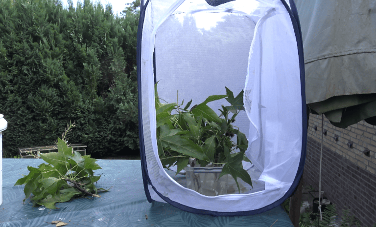 Moth Rearing Containers Bunaea alcinoe — “Cabbage tree emperor moth” | Welcome, visitor!