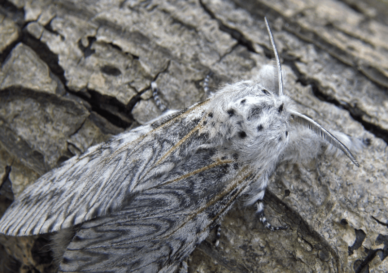 Cerura vinula — “Puss moth” | Welcome, visitor!