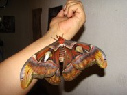 Attacus Atlas Atlas Moth Welcome Visitor 