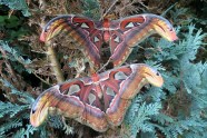 Attacus Atlas Atlas Moth Welcome Visitor 