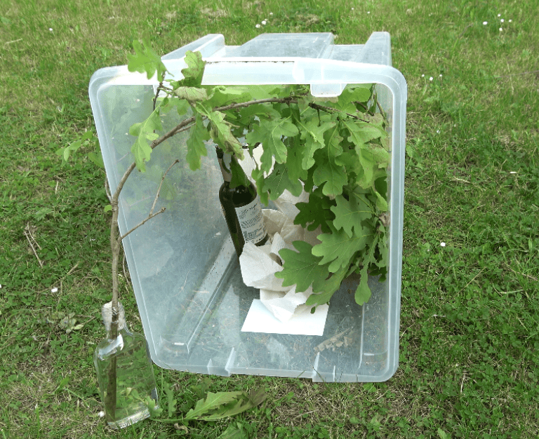 Moth Rearing Containers Aglia tau — ‘Tau-Emperor Moth’ | Welcome, visitor!