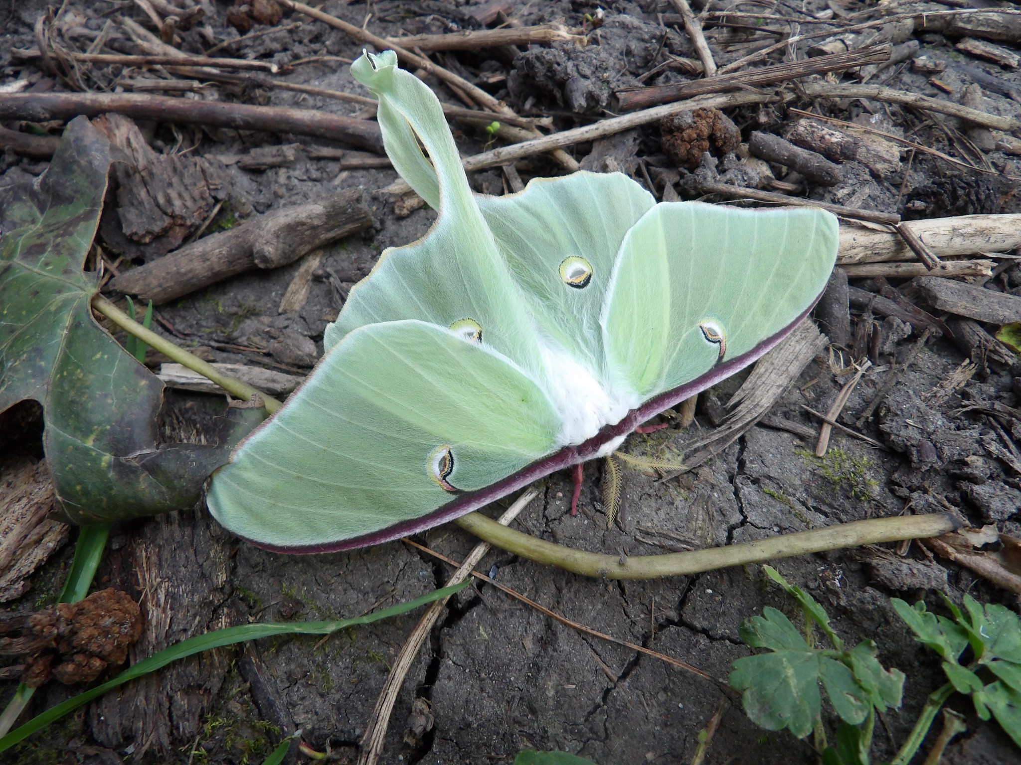 Actias luna — “Luna Moth” | Welcome, visitor!